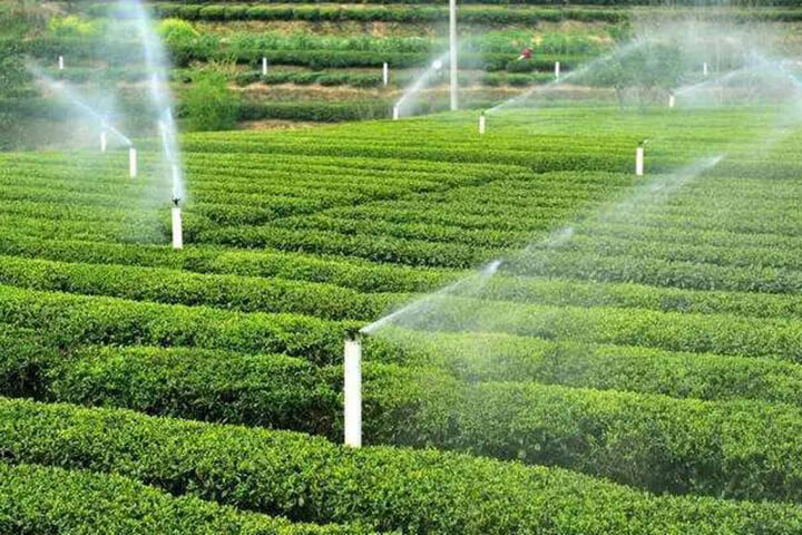 Irrigação de árvores frutíferas e jardins de chá