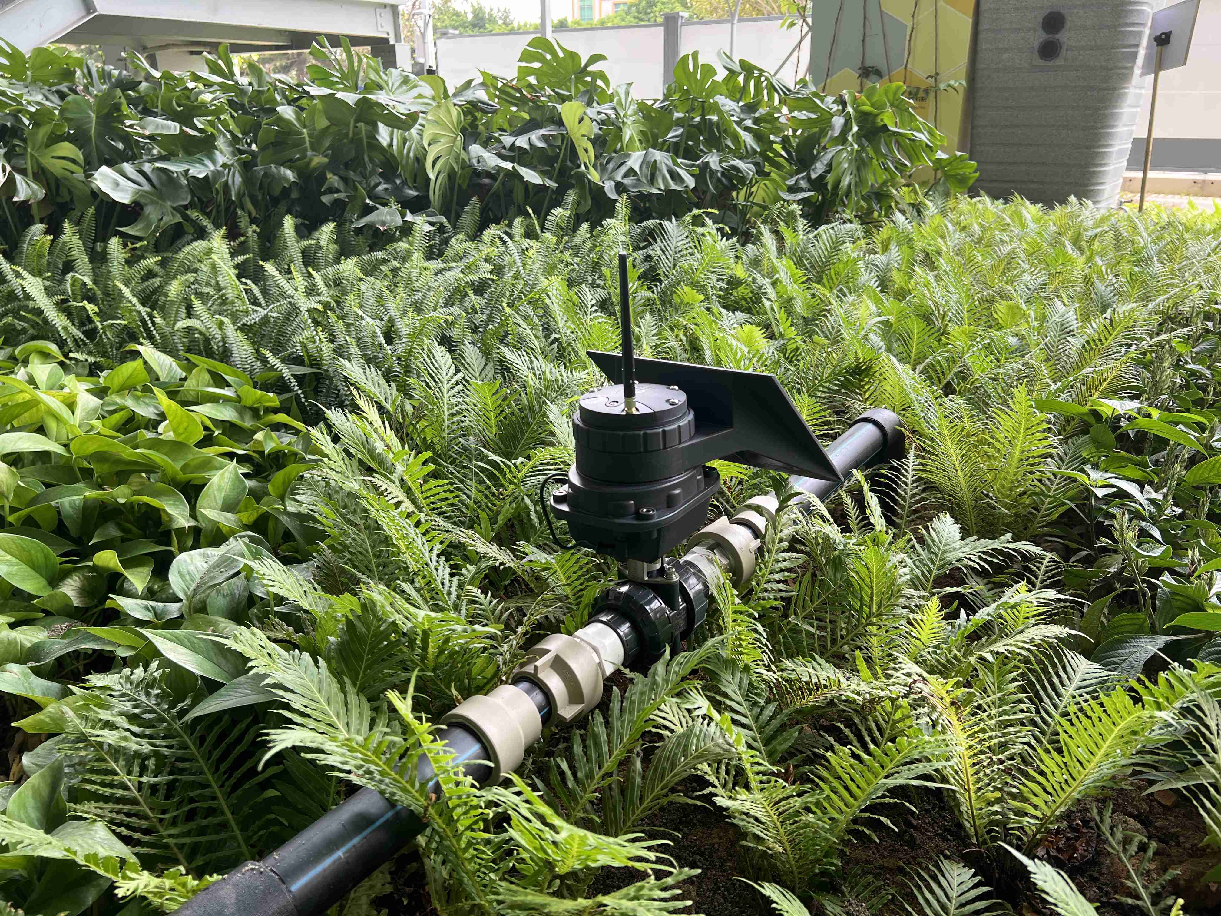 Temporizador automático de água para irrigação de fazenda de kiwi com energia solar
